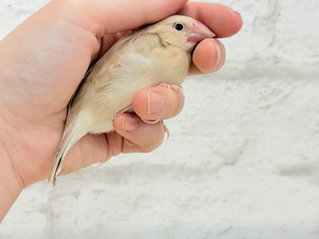 【最新画像更新🪄】ふんわり優しさ溢れる子☕️.*・゚シナモン文鳥 ヒナ シナモン文鳥