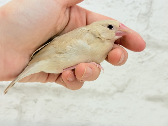 【最新画像更新🪄】ふんわり優しさ溢れる子☕️.*・゚シナモン文鳥 ヒナ シナモン文鳥