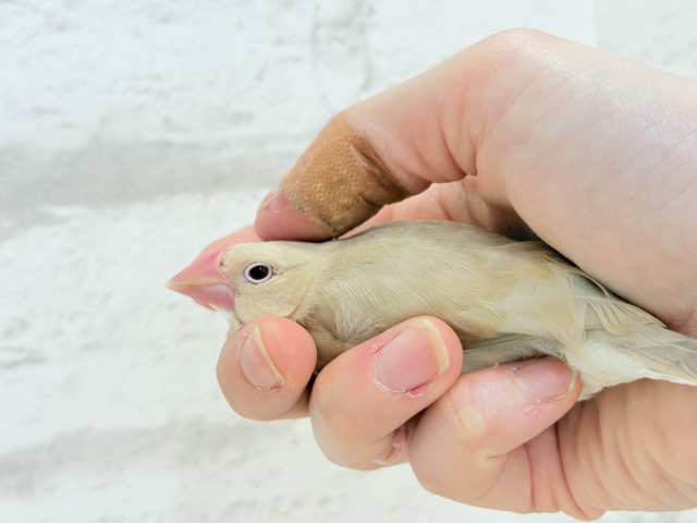 シナモン文鳥