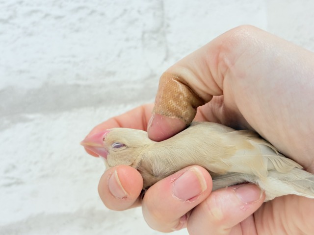 【最新画像更新🪄】ふんわり優しさ溢れる子☕️.*・゚シナモン文鳥 ヒナ シナモン文鳥
