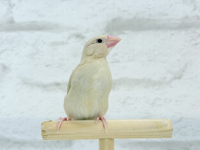【最新画像更新🪄】ふんわり優しさ溢れる子☕️.*・゚シナモン文鳥 ヒナ シナモン文鳥