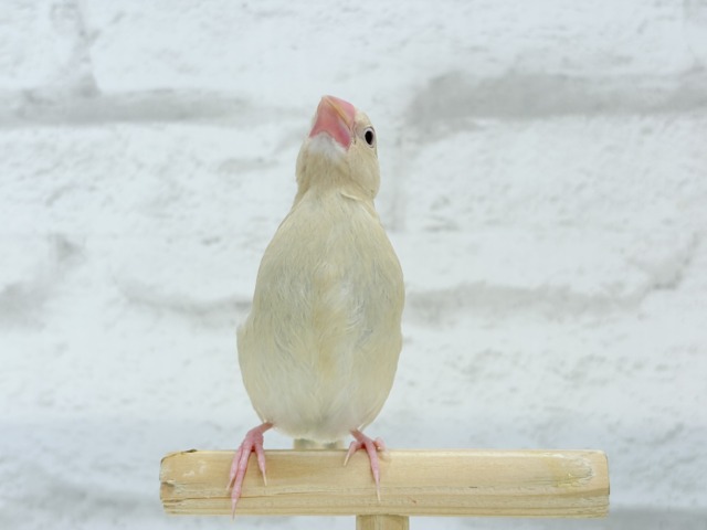 シナモン文鳥