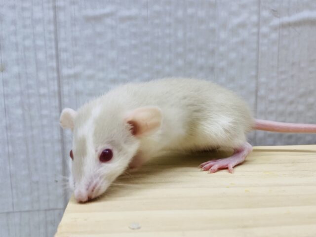 🖤モノトーンとミルクティー🤎最強コンビのファンシーラットやって来た!! ファンシーラット