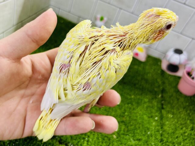 黄身感強めの君もかわいい♪♪ オカメインコ オカメインコ