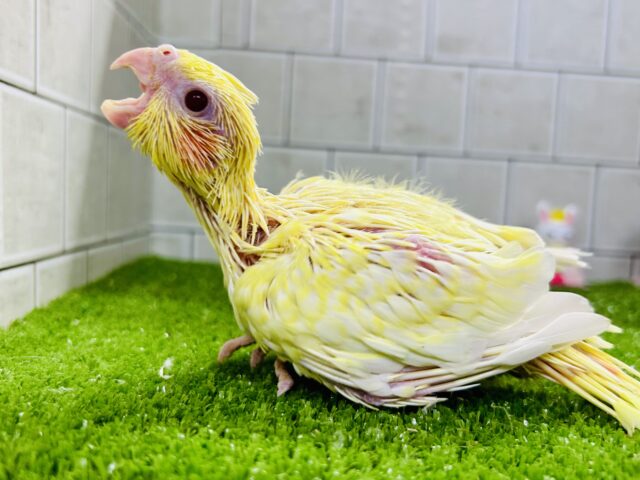 オカメインコ