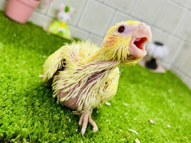 黄身感強めの君もかわいい♪♪ オカメインコ オカメインコ