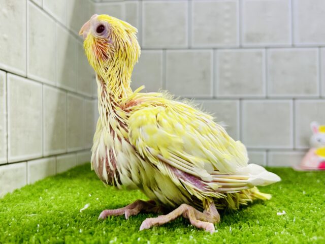 黄身感強めの君もかわいい♪♪ オカメインコ オカメインコ