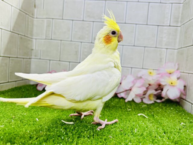 オカメインコ