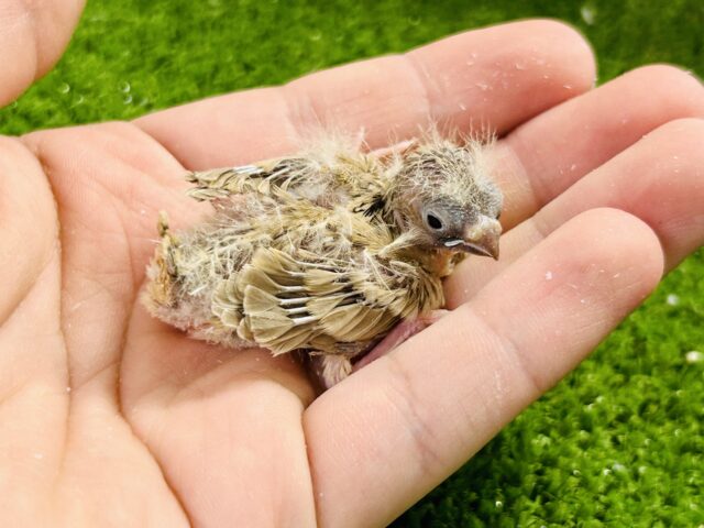 ちっちゃな体実はブラックホール?? キンカチョウ 錦花鳥(キンカチョウ)