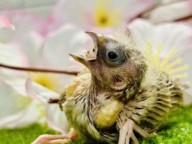 ちっちゃな体実はブラックホール?? キンカチョウ 錦花鳥(キンカチョウ)