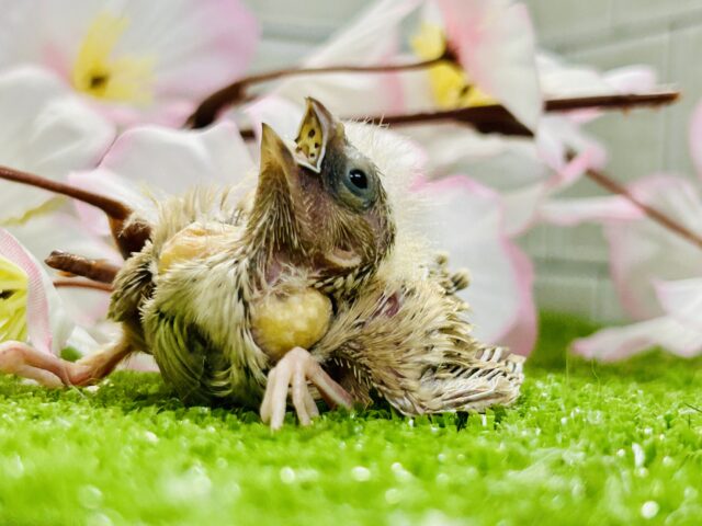 ちっちゃな体実はブラックホール?? キンカチョウ 錦花鳥(キンカチョウ)