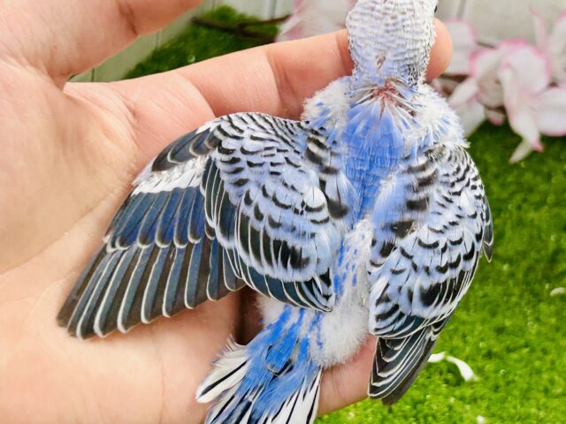 これぞ王道・・・ セキセイインコ セキセイインコ