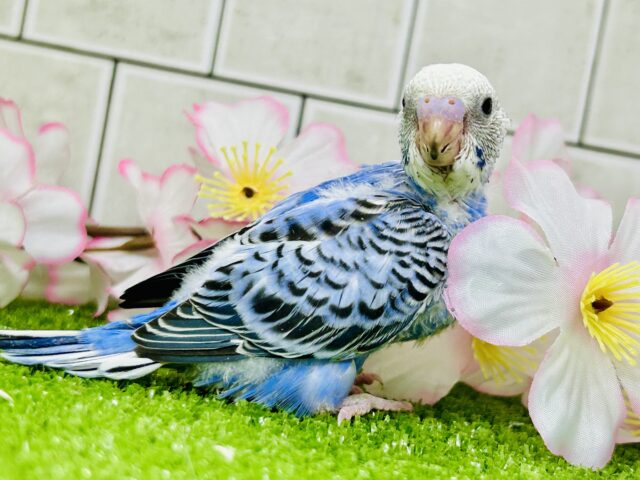 これぞ王道・・・ セキセイインコ セキセイインコ