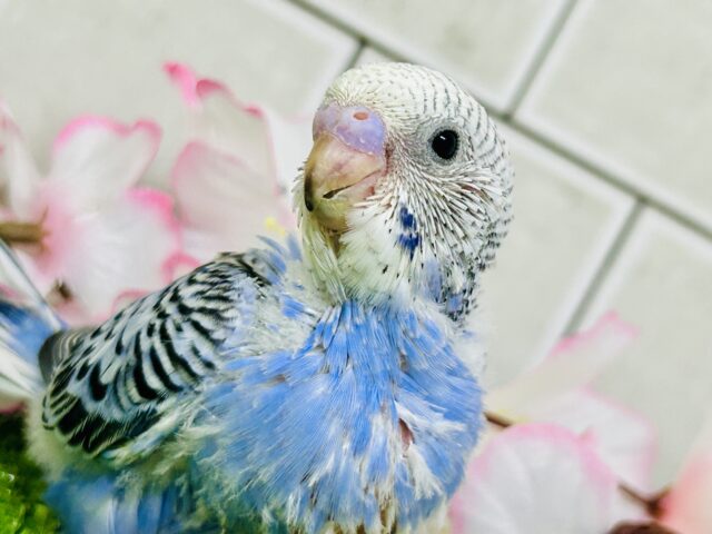 これぞ王道・・・ セキセイインコ セキセイインコ