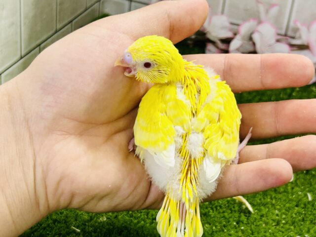 ✨最新画像✨晴れた日はお花見日和☀ セキセイインコ セキセイインコ