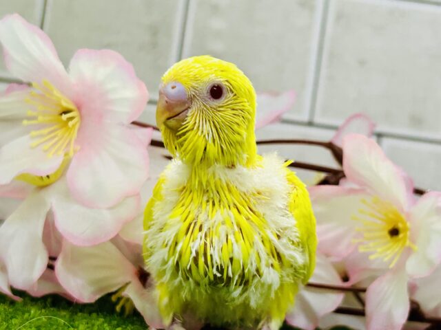 ✨最新画像✨晴れた日はお花見日和☀ セキセイインコ セキセイインコ
