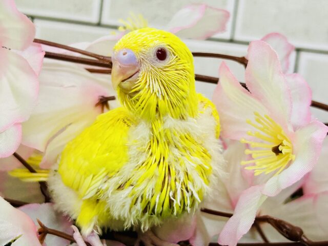 ✨最新画像✨晴れた日はお花見日和☀ セキセイインコ セキセイインコ
