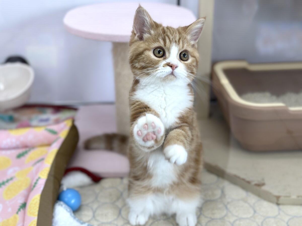 スコティッシュストレート