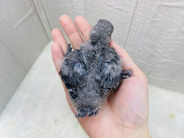 最新画像有ります⭐️🩶渋めコザさんお探しの方には刺さるはず‼️コザクラインコのモーブカラー🌱 コザクラインコ(小桜インコ)