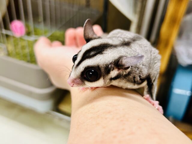 【最新画像更新☆☆】ミルクうまうま🍼 フクロモモンガ フクロモモンガ