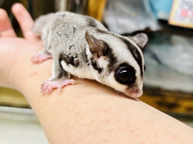 【最新画像更新☆☆】ミルクうまうま🍼 フクロモモンガ フクロモモンガ