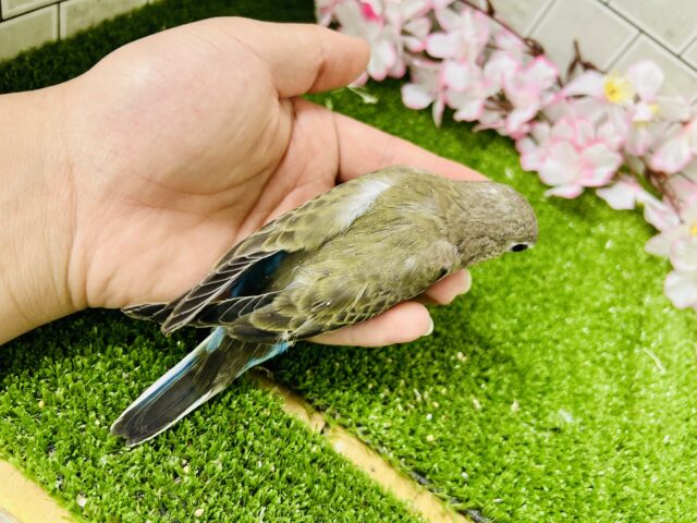 【最新画像更新☆☆】ムッチムチ! だ・け・ど♪♪ アキクサインコ アキクサインコ(秋草インコ)