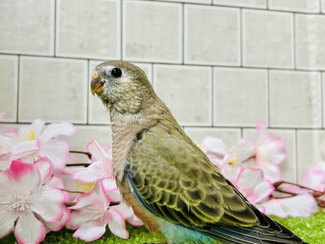 【最新画像更新☆☆】ムッチムチ! だ・け・ど♪♪ アキクサインコ アキクサインコ(秋草インコ)
