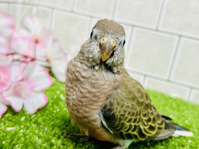【最新画像更新☆☆】ムッチムチ! だ・け・ど♪♪ アキクサインコ アキクサインコ(秋草インコ)