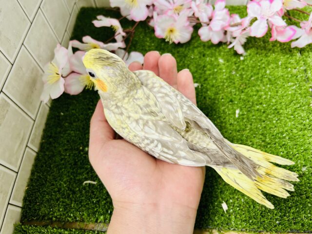 ✨️最新画像✨ほんわかマイルドカラー☕ オカメインコ オカメインコ