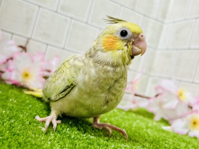 ✨️最新画像✨ほんわかマイルドカラー☕ オカメインコ オカメインコ