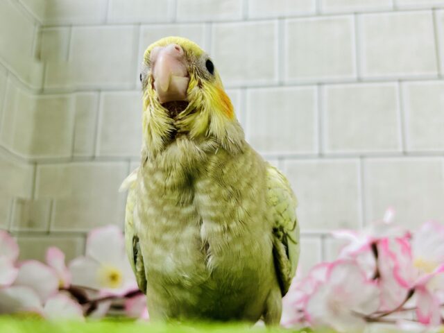 ✨️最新画像✨ほんわかマイルドカラー☕ オカメインコ オカメインコ