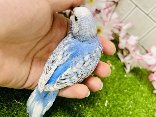 将来は大物になっちゃう?? セキセイインコ セキセイインコ