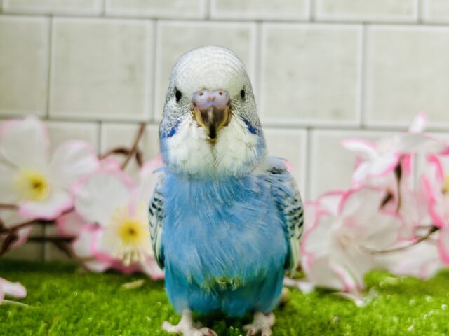 将来は大物になっちゃう?? セキセイインコ セキセイインコ