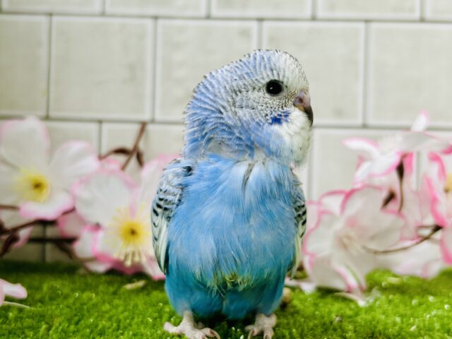 将来は大物になっちゃう?? セキセイインコ セキセイインコ