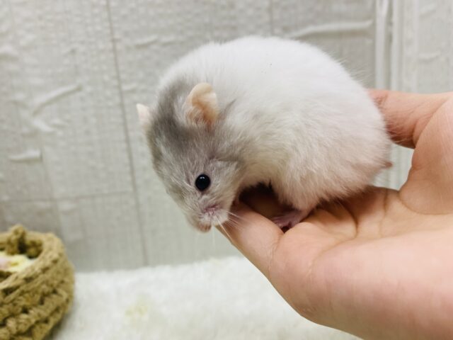 ゴールデンハムスター