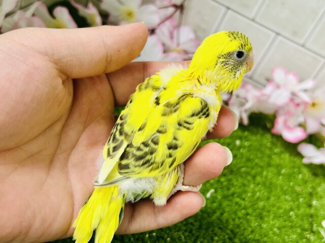 ✨最新画像✨ばちこん❕✧︎*。おめかしはではで?🎀👀✨ セキセイインコ セキセイインコ