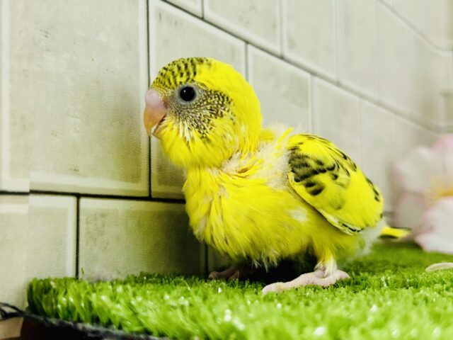 ✨最新画像✨ばちこん❕✧︎*。おめかしはではで?🎀👀✨ セキセイインコ セキセイインコ
