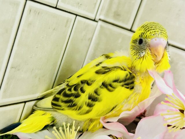 ✨最新画像✨ばちこん❕✧︎*。おめかしはではで?🎀👀✨ セキセイインコ セキセイインコ