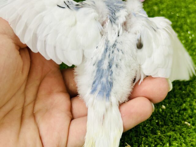 ✨最新画像✨ちょいとシックにお久しぶり?? セキセイインコ セキセイインコ