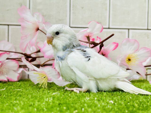 ✨最新画像✨ちょいとシックにお久しぶり?? セキセイインコ セキセイインコ
