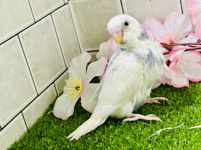✨最新画像✨ちょいとシックにお久しぶり?? セキセイインコ セキセイインコ