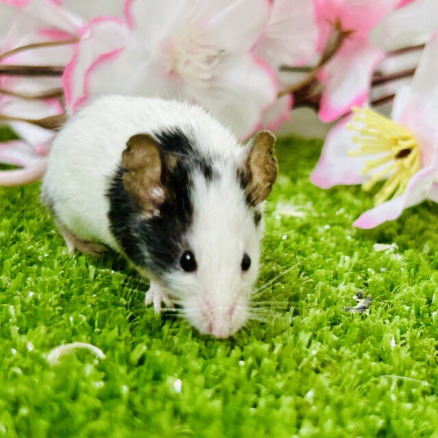 パンダマウス