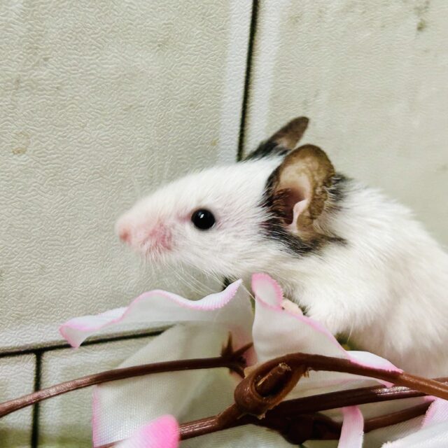 パンダマウス