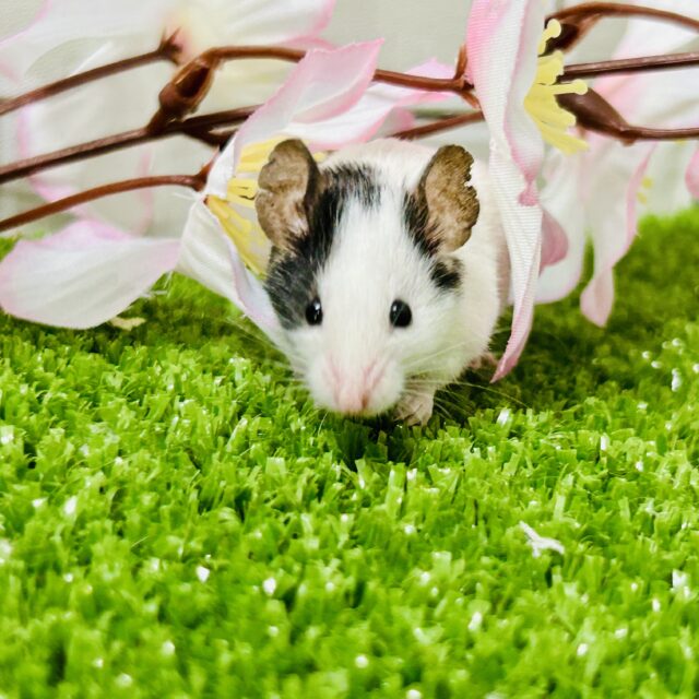 パンダマウス
