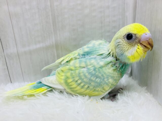 ぱっちりオメメでとろけちゃう👀💕セキセイインコ(パステルカラーレインボー)🌈 セキセイインコ