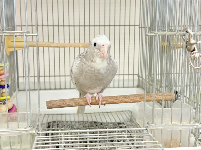 【最新画像更新🪄ひとり餌になりました☆】ぱやぱや♡ハゲタカみたい🐣🫧オカメインコ(WFパールパイド) ヒナ オカメインコ
