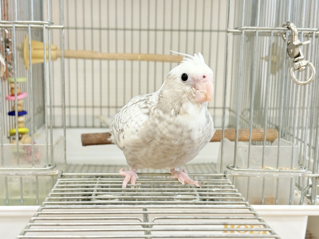 【最新画像更新🪄ひとり餌になりました☆】ぱやぱや♡ハゲタカみたい🐣🫧オカメインコ(WFパールパイド) ヒナ オカメインコ