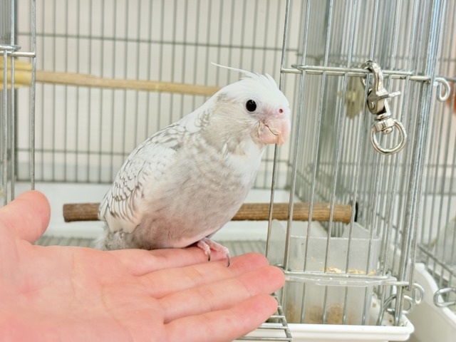 【最新画像更新🪄ひとり餌になりました☆】ぱやぱや♡ハゲタカみたい🐣🫧オカメインコ(WFパールパイド) ヒナ オカメインコ