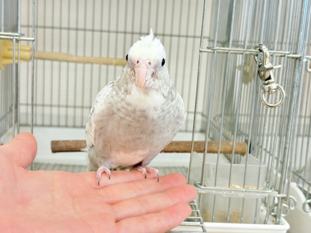 【最新画像更新🪄ひとり餌になりました☆】ぱやぱや♡ハゲタカみたい🐣🫧オカメインコ(WFパールパイド) ヒナ オカメインコ