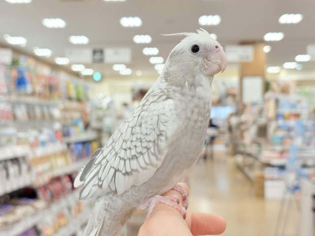 【最新画像更新🪄ひとり餌になりました☆】ぱやぱや♡ハゲタカみたい🐣🫧オカメインコ(WFパールパイド) ヒナ オカメインコ